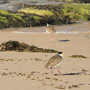 Masked Lapwing