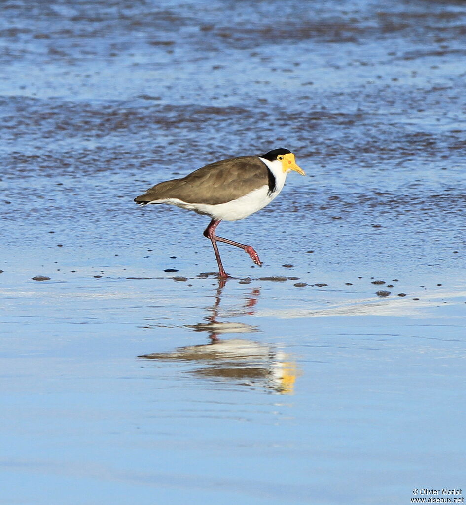 Masked Lapwing