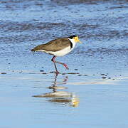 Masked Lapwing