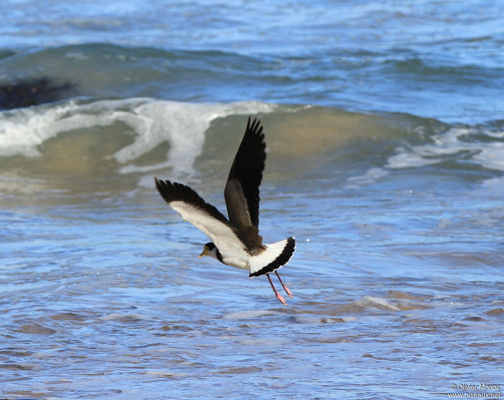 Masked Lapwing