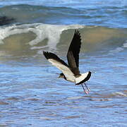 Masked Lapwing