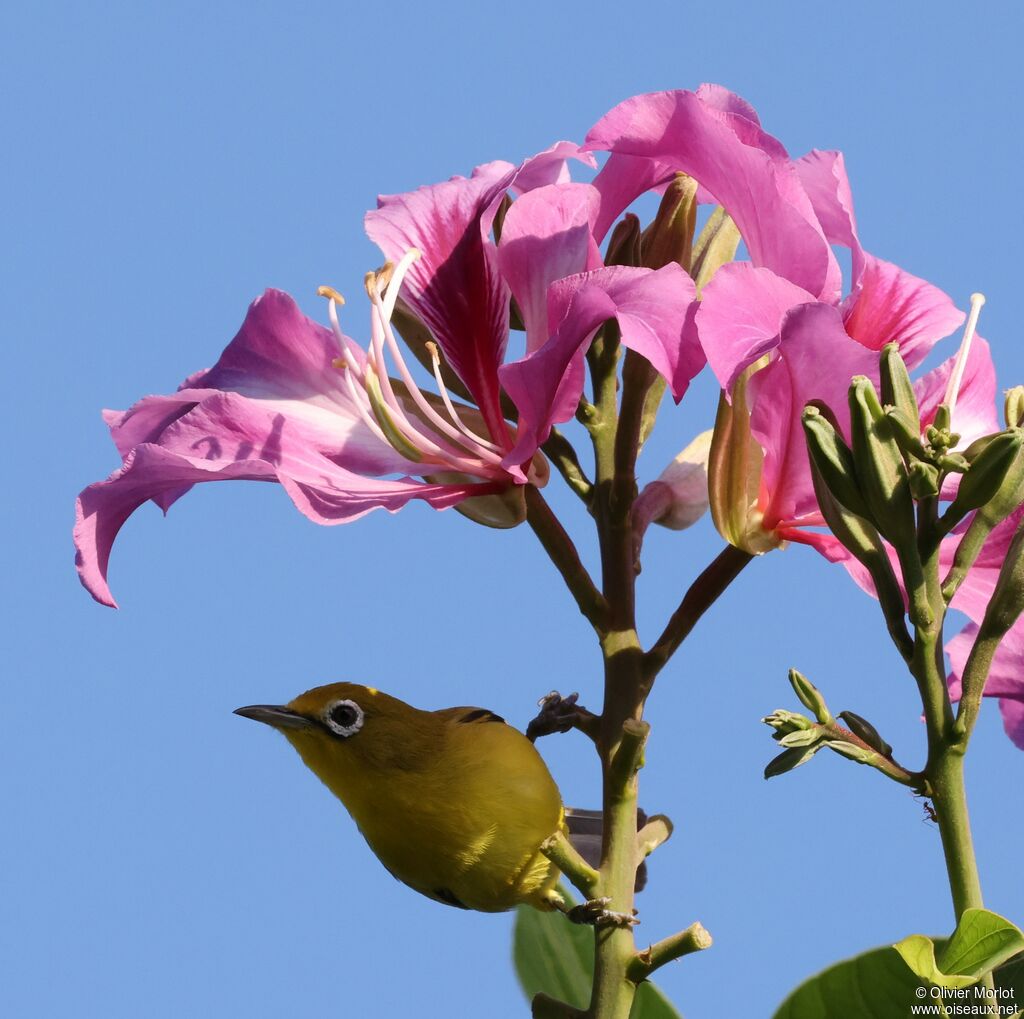 Lemon-bellied White-eye