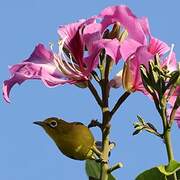 Lemon-bellied White-eye