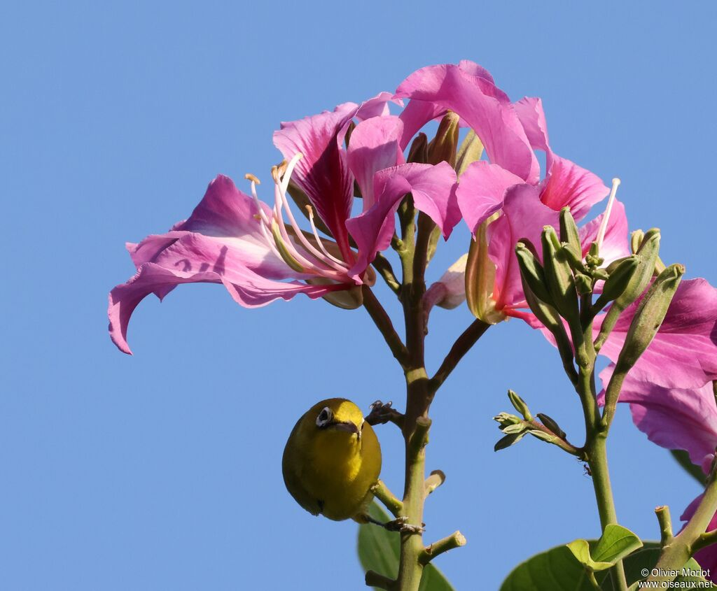 Lemon-bellied White-eye