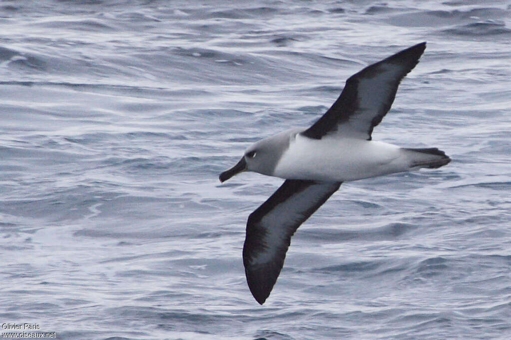 Albatros à tête grise, Vol