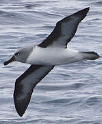 Grey-headed Albatross