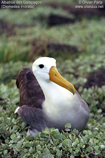 Waved Albatross