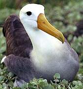 Albatros des Galapagos