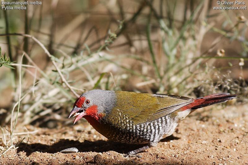 Green-winged Pytilia