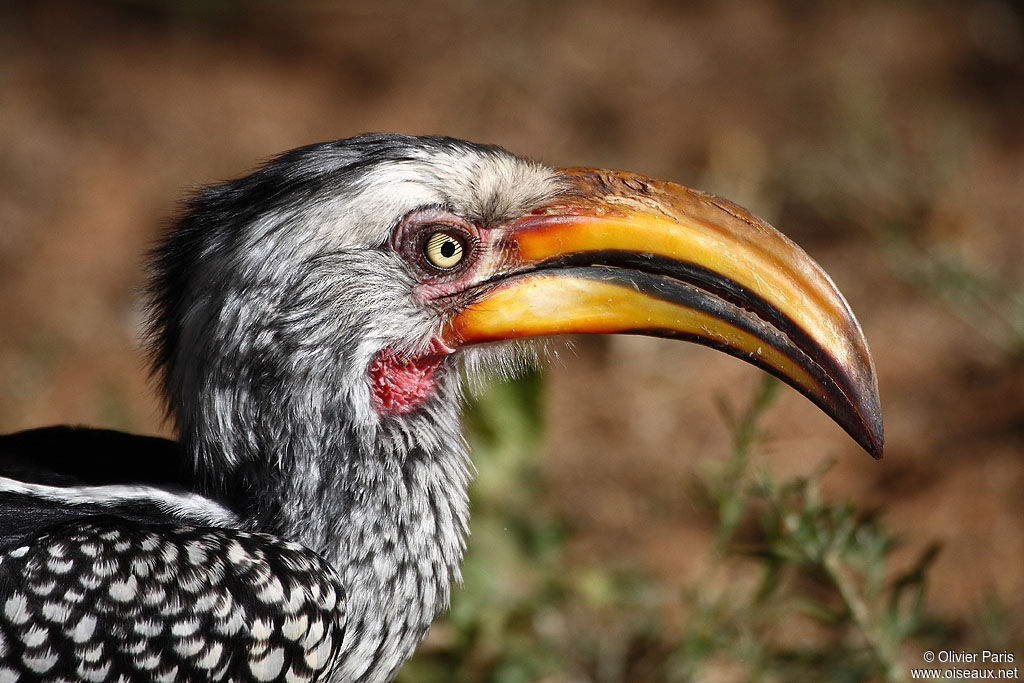 Southern Yellow-billed Hornbill, identification