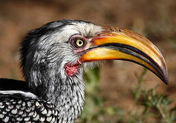 Southern Yellow-billed Hornbill