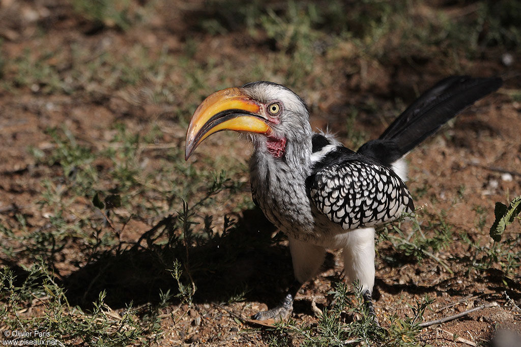 Southern Yellow-billed Hornbill, identification