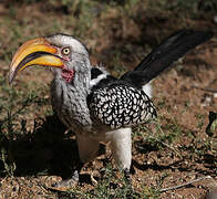 Southern Yellow-billed Hornbill