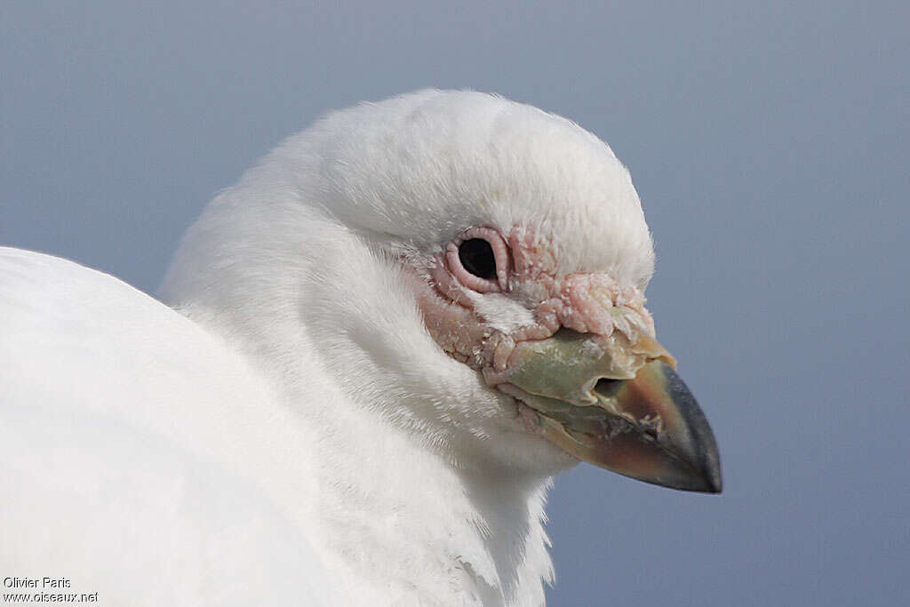 Snowy Sheathbilladult, close-up portrait