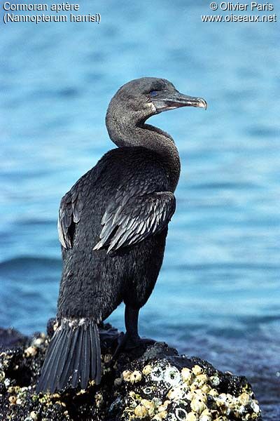 Flightless Cormorant