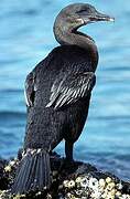 Flightless Cormorant