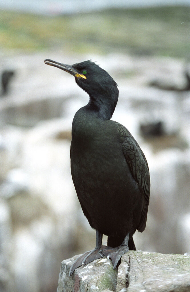 European Shag