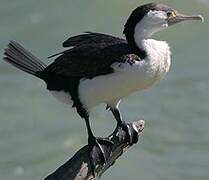 Australian Pied Cormorant