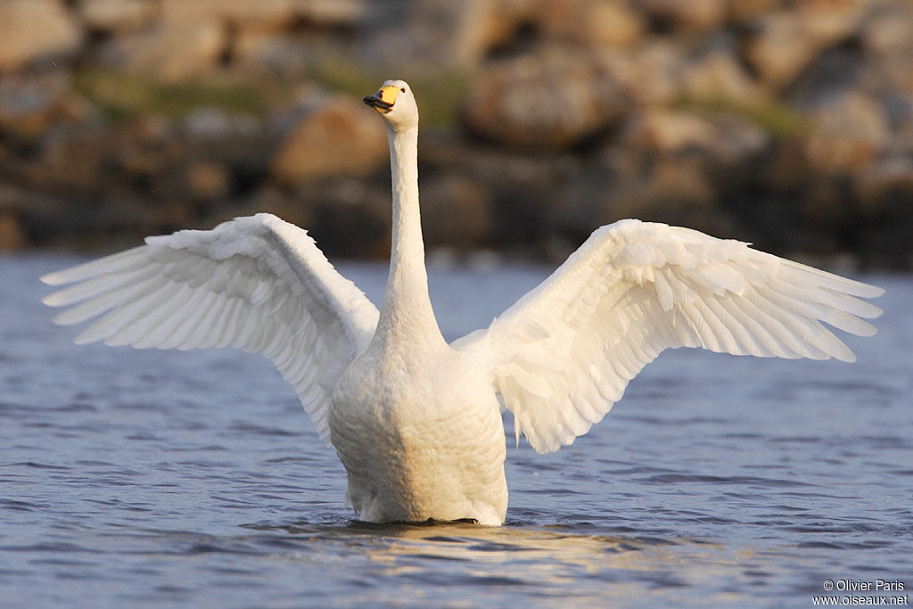 Cygne chanteur