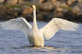 Cygne chanteur