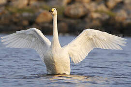 Whooper Swan