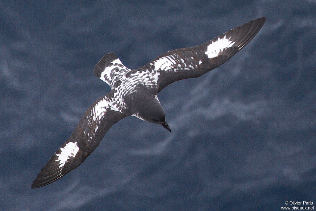 Cape Petrel, Flight