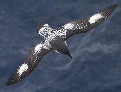 Cape Petrel