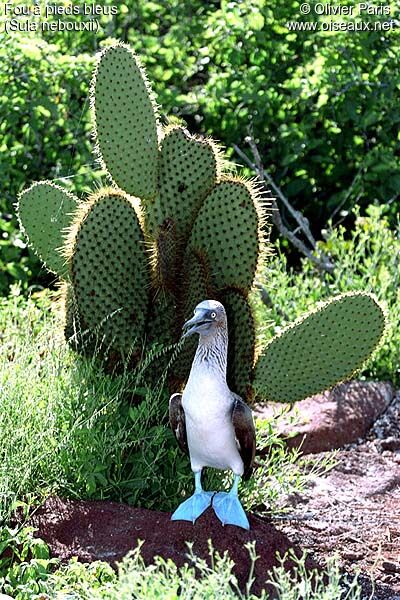 Blue-footed Booby