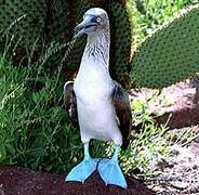 Blue-footed Booby