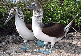 Blue-footed Booby