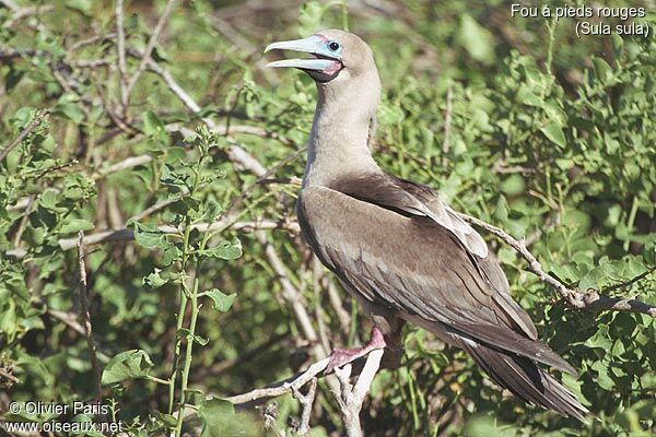 Red-footed Booby