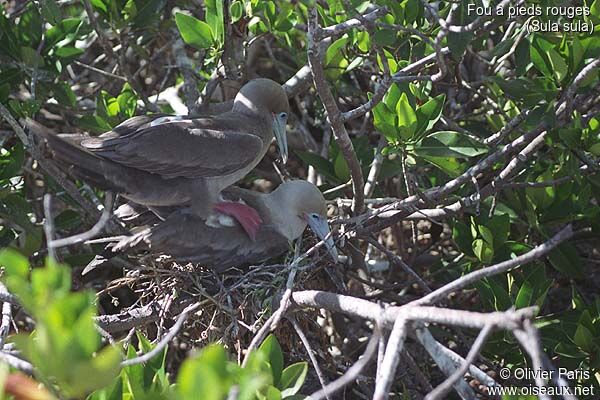 Red-footed Booby