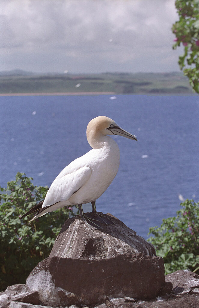 Northern Gannet