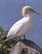 Northern Gannet