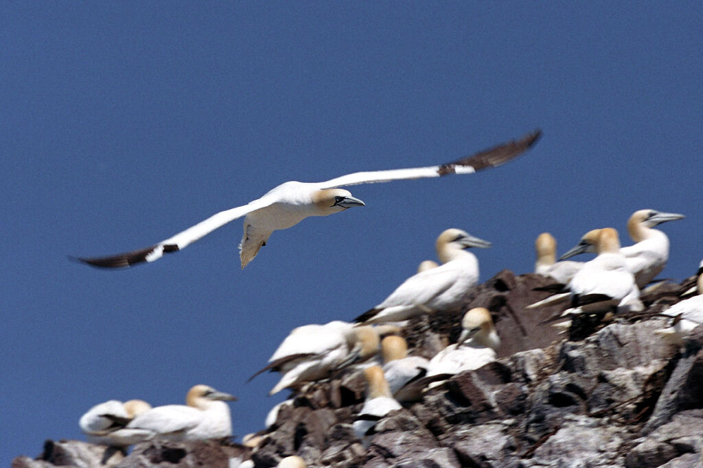 Northern Gannet