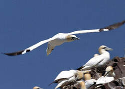 Northern Gannet