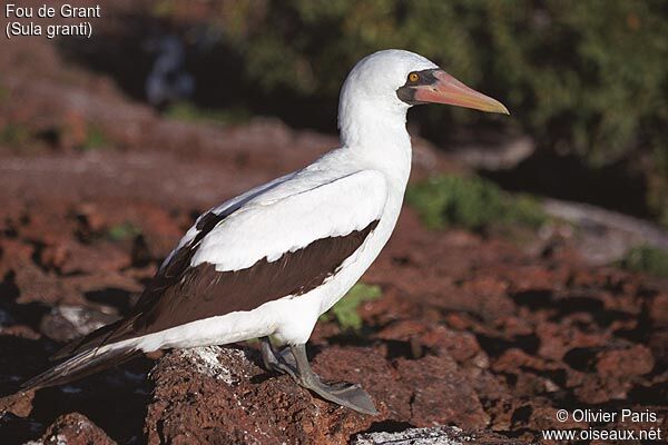 Nazca Booby