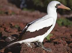 Nazca Booby