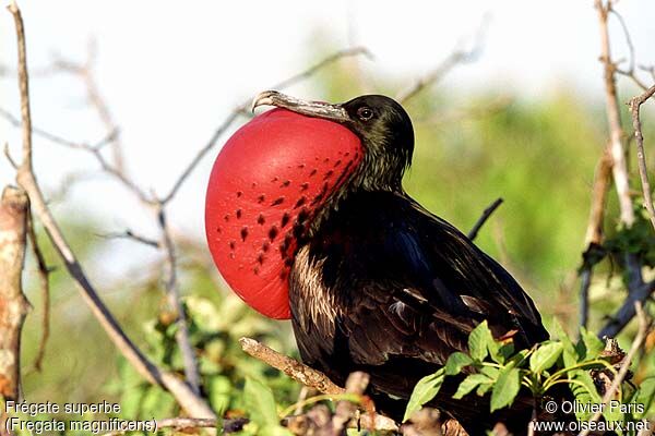 Magnificent Frigatebird