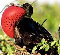 Magnificent Frigatebird