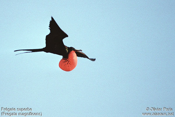 Magnificent Frigatebird