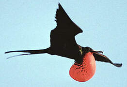 Magnificent Frigatebird