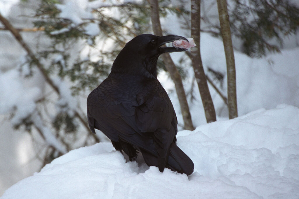 Northern Raven