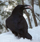 Northern Raven