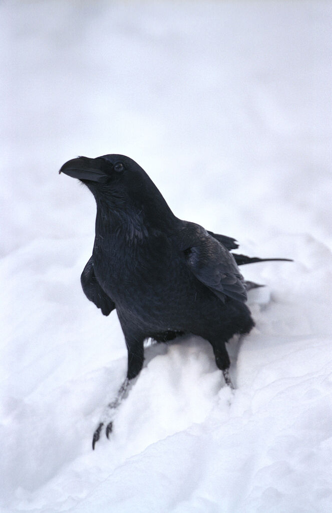 Northern Raven