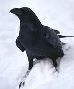 Northern Raven