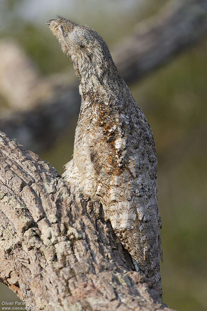 Great Potoojuvenile, identification