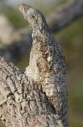 Great Potoo