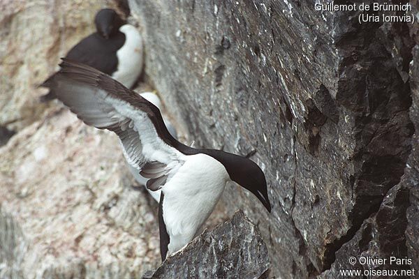 Guillemot de Brünnich