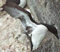 Guillemot de Brünnich